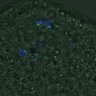 Thumbnail for dataset FigureS4_kinetochore_CENPC_20161024_EFcon