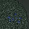 Thumbnail for dataset FigureS4_kinetochore_CENPC_20161031_con1