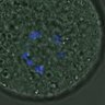 Thumbnail for FigureS4_kinetochore_CENPC_20161031_half1