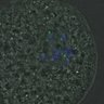 Thumbnail for dataset FigureS4_kinetochore_CENPC_20161031_half2