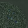Thumbnail for dataset FigureS4_kinetochore_CENPC_20161104_EFcon