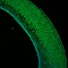 Thumbnail for dataset Fig1I_P0Tg_NeuN