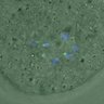 Thumbnail for dataset FigureS4_kinetochore_CENPE_20170308_con