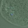 Thumbnail for dataset FigureS4_kinetochore_CENPE_20170308_EFcon