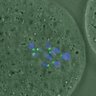 Thumbnail for FigureS4_kinetochore_CENPE_20170308_half