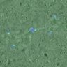 Thumbnail for dataset FigureS4_kinetochore_CENPE_20170309_doubled