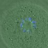 Thumbnail for dataset FigureS4_kinetochore_CENPE_20170309_half
