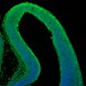 Thumbnail for dataset Fig1I_E13.5WT_NeuN