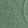 Thumbnail for dataset FigureS4_kinetochore_CENPE_20170310_con