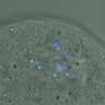 Thumbnail for dataset FigureS4_kinetochore_CENPE_20170310_doubled