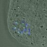 Thumbnail for dataset FigureS4_kinetochore_CENPE_20170310_EFcon
