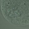 Thumbnail for FigureS4_kinetochore_CENPE_20170313_doubled1