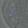Thumbnail for dataset FigureS4_kinetochore_CENPE_20170313_doubled2