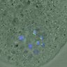Thumbnail for dataset FigureS4_kinetochore_CENPE_20170313_EFcon1