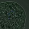 Thumbnail for dataset FigureS4_kinetochore_Hec1_20161022_con