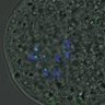Thumbnail for FigureS4_kinetochore_Hec1_20161022_half