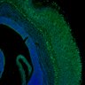 Thumbnail for dataset Fig1I_E17.5WT_NeuN