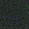 Thumbnail for dataset FigureS4_kinetochore_Hec1_20161031_con2