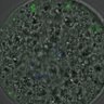 Thumbnail for dataset FigureS4_kinetochore_Hec1_20161031_half2