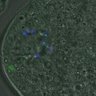 Thumbnail for FigureS4_kinetochore_Hec1_20161104_Giant