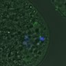 Thumbnail for dataset FigureS4_kinetochore_Hec1_20161106_EFcon