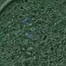 Thumbnail for dataset FigureS4_kinetochore_Hec1_20161106_Giant