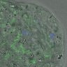 Thumbnail for dataset FigureS4_kinetochore_MCAK_20170308_EFcon