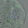 Thumbnail for FigureS4_kinetochore_MCAK_20170309_con