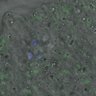 Thumbnail for dataset FigureS4_kinetochore_MCAK_20170309_doubled