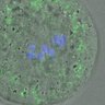 Thumbnail for FigureS4_kinetochore_MCAK_20170309_half