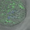 Thumbnail for dataset FigureS4_kinetochore_MCAK_20170310_EFcon