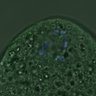 Thumbnail for dataset FigureS4_kinetochore_pS55_20161027_con