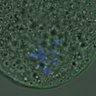 Thumbnail for FigureS4_kinetochore_pS55_20161027_half