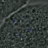 Thumbnail for dataset FigureS4_kinetochore_pS55_20161028_EFcon