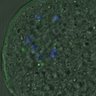 Thumbnail for dataset FigureS4_kinetochore_pS55_20161031_con1