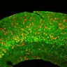 Thumbnail for dataset Fig3A_Tg_EdUE12.5_EdU+Tbr1
