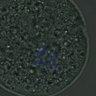Thumbnail for FigureS4_kinetochore_pS55_20161031_half2