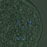 Thumbnail for FigureS4_kinetochore_pS55_20161104_Giant