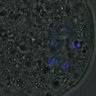 Thumbnail for FigureS4_kinetochore_pS55_20161106_EFcon