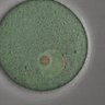 Thumbnail for dataset FigureS5_2015_7_3