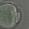 Thumbnail for dataset FigureS5_2015_7_15