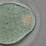 Thumbnail for dataset FigureS5_2015_7_16
