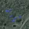Thumbnail for dataset FigureS6AB_20160224_EFcon2