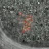 Thumbnail for dataset FigureS6C_2014_7_2