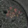 Thumbnail for dataset FigureS6C_2014_7_10