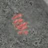 Thumbnail for dataset FigureS6C_2014_7_11