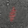 Thumbnail for dataset FigureS6C_2014_7_15