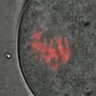 Thumbnail for dataset FigureS6C_2014_7_16