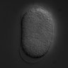 Thumbnail for dataset RNAi_R08D7.3_070403_01
