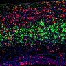 Thumbnail for dataset Fig3C_Tg_EdUE13.5_EdU+Ctip2